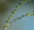 Drops on grass 