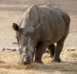 Rhinoceros 