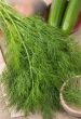 Dill