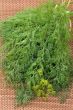 Dill