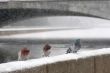 Pigeons winter 