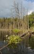 Wood lake