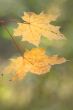 Autumn leaves