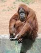Orangutan 