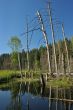 Wood lake