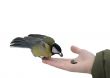 Titmouse on a hand.
