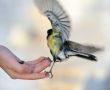 Titmouse on a hand.
