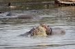 Hippopotami - rivals.