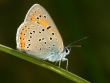 Butterfly on a blade of grass.
