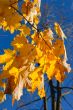 Autumn leaves.