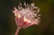 Flower in dew
