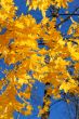 Autumn leaves.
