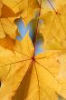 Autumn leaves.