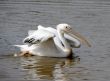 Pelican. 