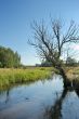 Stream and tree 