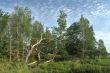 Panorama with a dry tree.