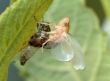 Birth of a cicada (1)