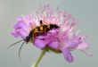 Longhorn beetle on a flower.