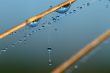 Drops on a blade.