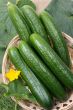 Cucumbers