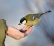 Titmouse on a hand.