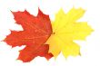 Maple leaves, large DoF