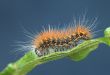 Hairy caterpillar