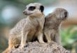 Suricata