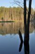 Wood lake