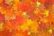 Ornament from autumn leaves