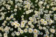 Blooming meadow.