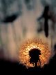 Dandelion on a sunset
