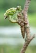Birth of a dragonfly - series 5 photos