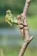 Birth of a dragonfly - series 5 photos