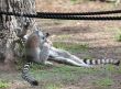Lemurs