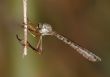 Little robber fly