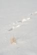 Footprints in the snow 