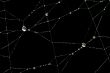 Drops on the web 