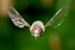 Flying fly