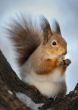 The squirrel.