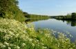 Flowers over the river