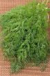 The bunch of Dill