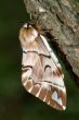 The butterfly Endromis versicolora on the birch