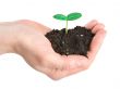 Human hands and young plant