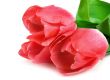 Three beautiful pink tulips isolated