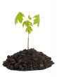 Seedling maple