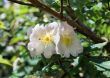 Flowers brier