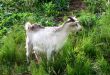 Goat grazing