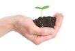Human hands and young plant isolated