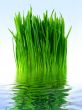 Green grass in the blue water
